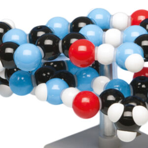 ANATOMIA UMANA E MODELLI DEL DNA