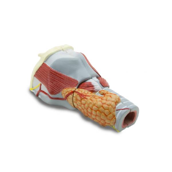 Serie ARGD0314