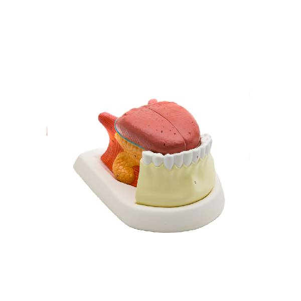 Serie ARGD0333
